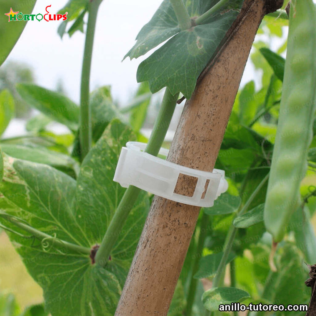 anillo de tutoreo en cultivo de melón